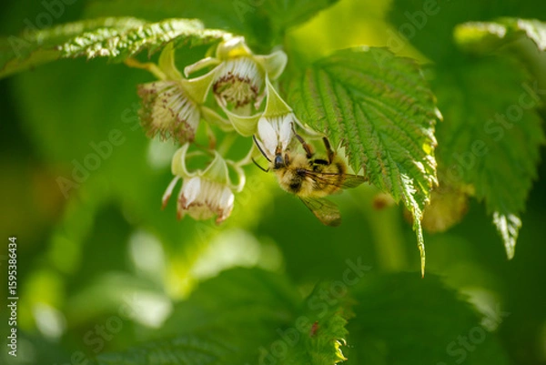 Fototapeta bee on a flower