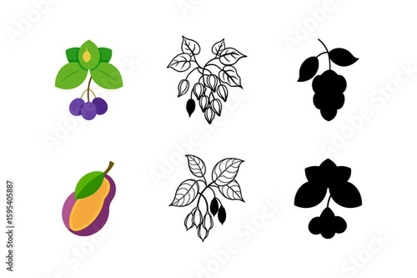 Obraz Set of Akebia Vector hand drawn colored Purple Akebia 