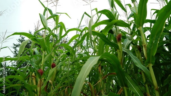 Fototapeta corn fields