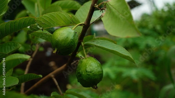 Fototapeta Beautiful Guava Tree