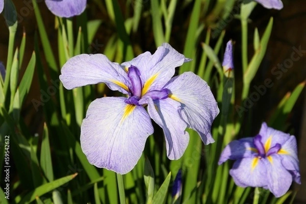 Fototapeta 花菖蒲