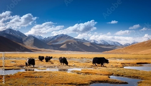 Fototapeta yaks graze peacefully across the golden grasslands of zoige marsh in amdo tibet with distant mountains creating a serene pastoral landscape in greater tibet