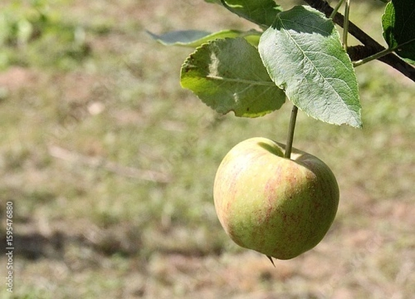 Fototapeta a small apple ripening on a tree, a small apple fruit, a fruit tree, a fruit on a branch