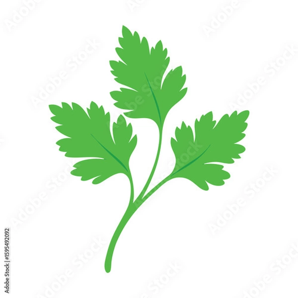 Fototapeta coriander leaves vector art
