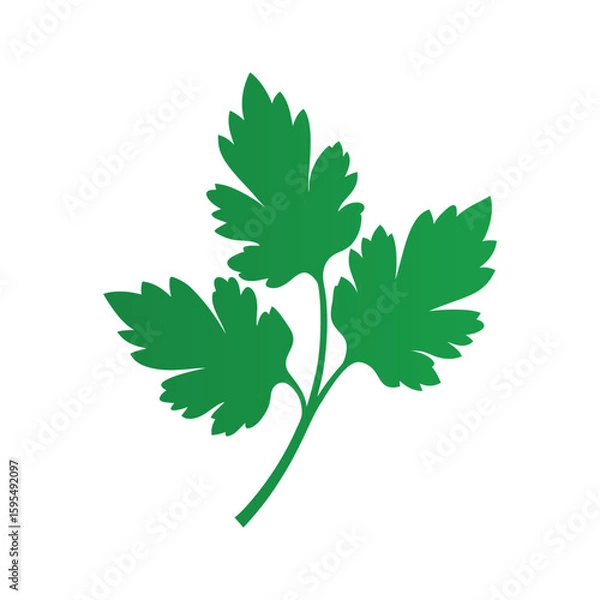 Fototapeta coriander leaves vector art