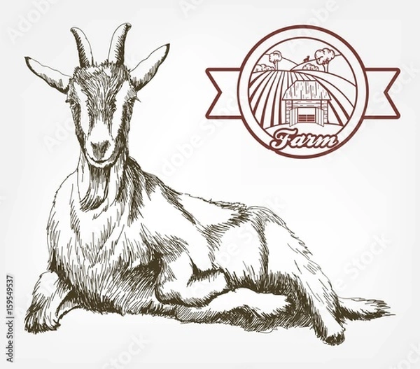 Obraz sketch of goat drawn by hand. livestock. animal grazing