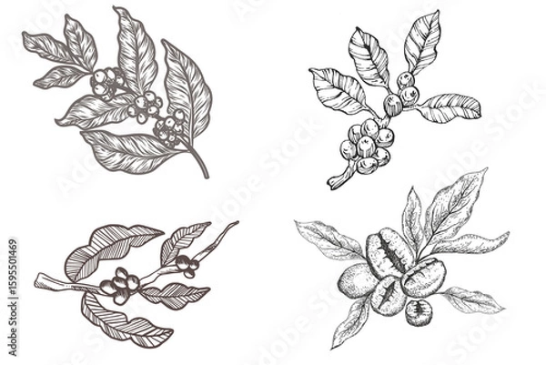 Obraz set of black and white hand drawn coffee tree branch with leaf and beans, coffee tree illustration for packaging.