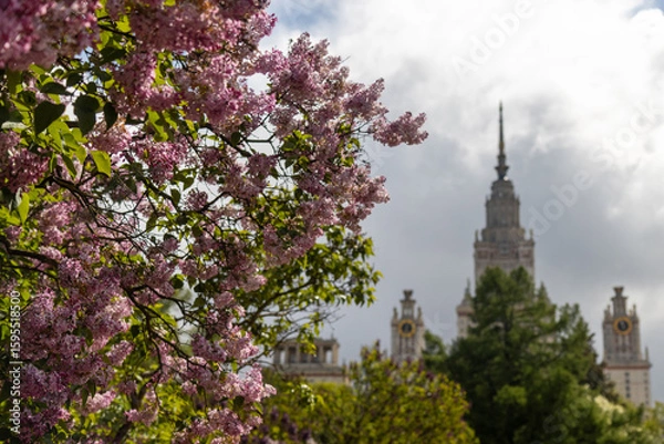 Fototapeta lilac and Moscow University on background in cloudy day