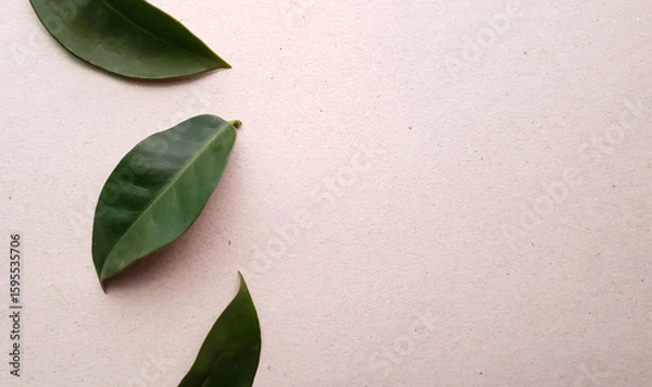 Fototapeta ora -pro-nobis panc leaves and background with space for text