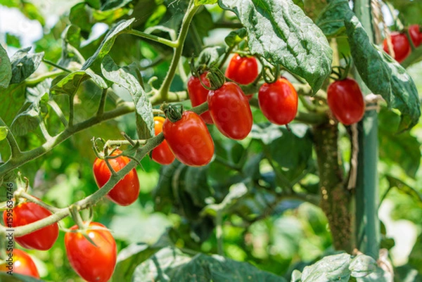 Obraz 赤く色づくミニトマト家庭菜園