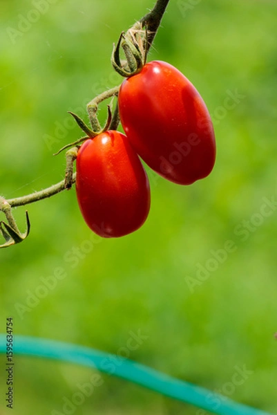 Fototapeta 赤く色づくミニトマト家庭菜園