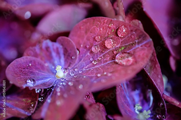 Obraz Magic purple violet hortensia hydrangea macro with water drops