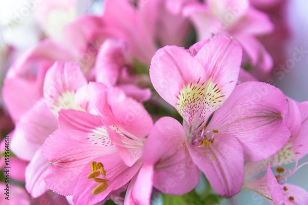 Fototapeta Рink flowers 
