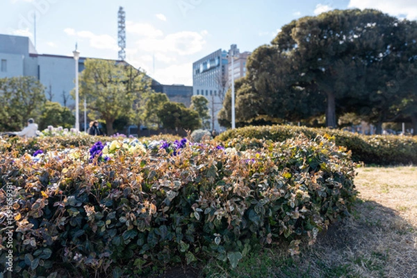 Obraz  神奈川県横浜市山下公園