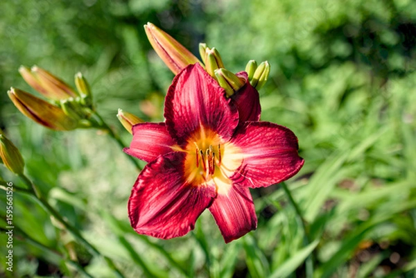 Obraz A beautiful flower against a green background