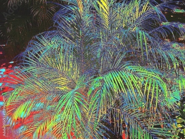 Obraz tropical palm tree