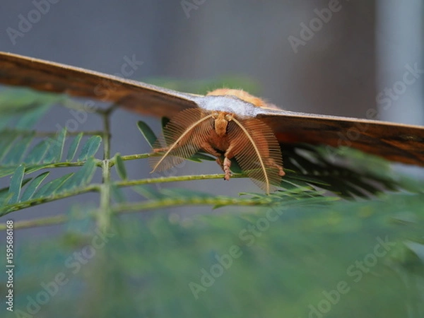 Obraz ヤママユ　触覚