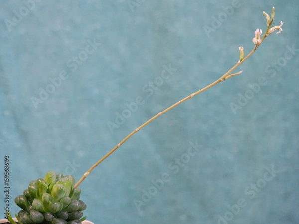 Obraz ハオルチア