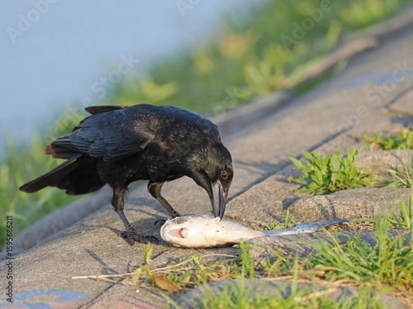 Obraz ハシボソガラス