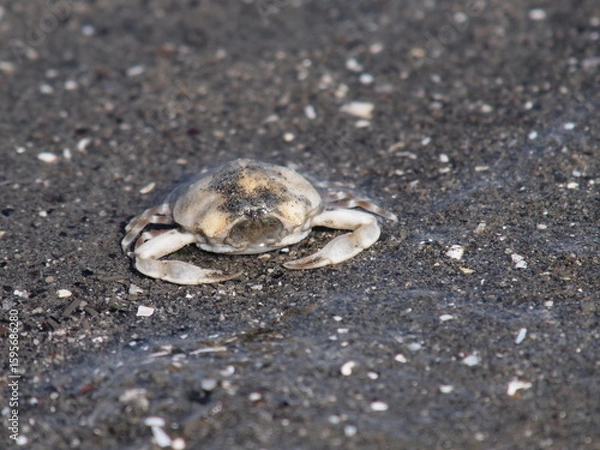 Obraz マメコブシガニ