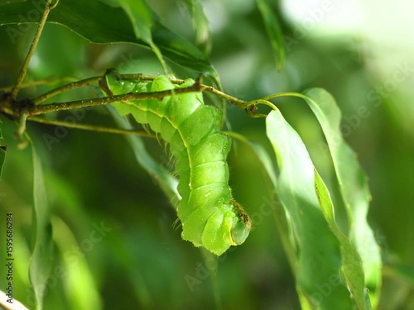 Obraz ヤママユ　幼虫