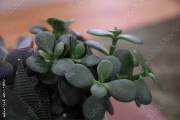 Fototapeta Natural textures and vibrant green hues showcased through a minimalist succulent plant arrangement. Soft lighting and botanical details evoke calm, growth, and earthy design elements. Suitable for wel
