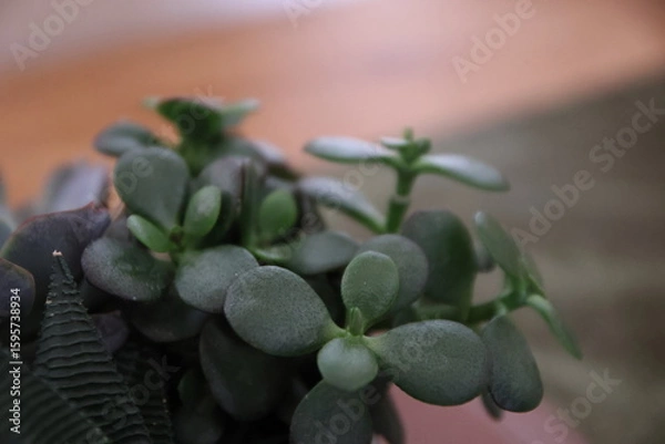 Fototapeta Natural textures and vibrant green hues showcased through a minimalist succulent plant arrangement. Soft lighting and botanical details evoke calm, growth, and earthy design elements. Suitable for wel