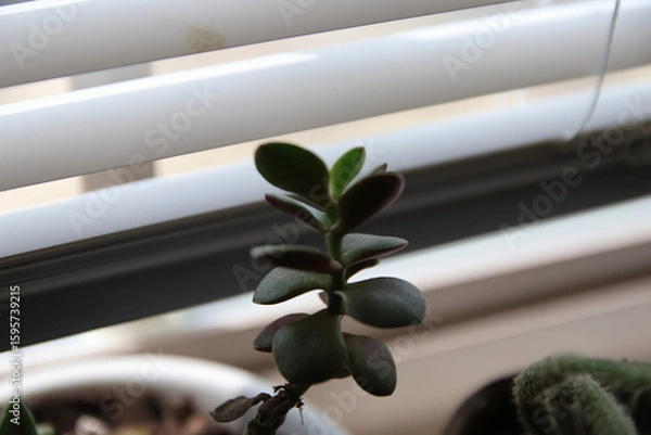 Fototapeta Natural textures and vibrant green hues showcased through a minimalist succulent plant arrangement. Soft lighting and botanical details evoke calm, growth, and earthy design elements. Suitable for wel