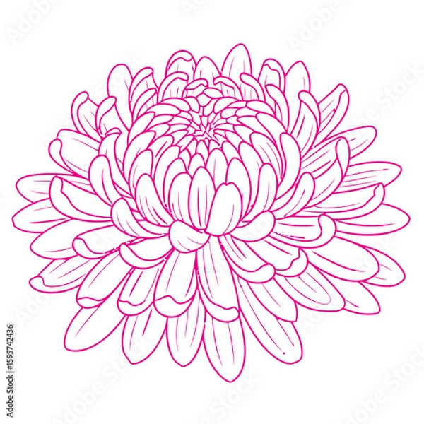 Obraz Elegant pink line art of a chrysanthemum flower with intricate petals on a white background