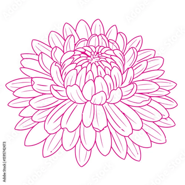 Obraz Elegant pink dahlia flower outline isolated on white background, delicate floral design element.