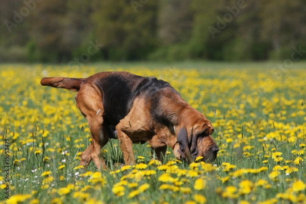 Obraz saint-hubert reniflant une odeur parmi les fleurs jaunes