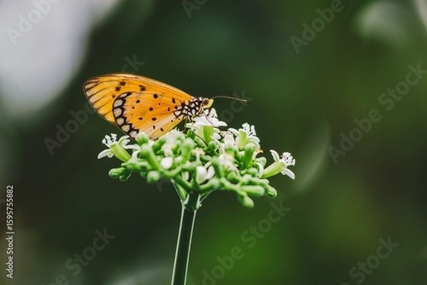 Fototapeta Butterfly interacting with flowers nature scene macro photography lush green environment close-up perspective