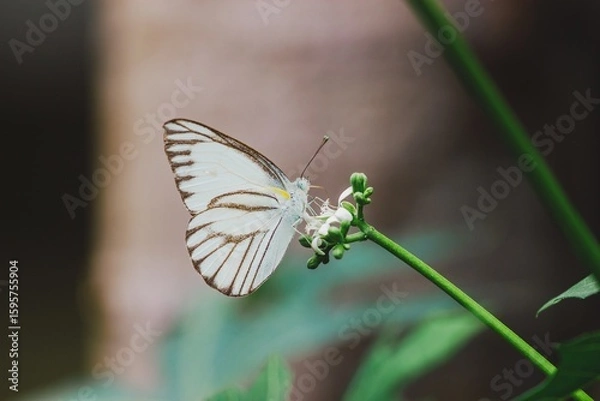 Fototapeta Butterfly on flower nature close-up photography green environment macro view serenity and beauty