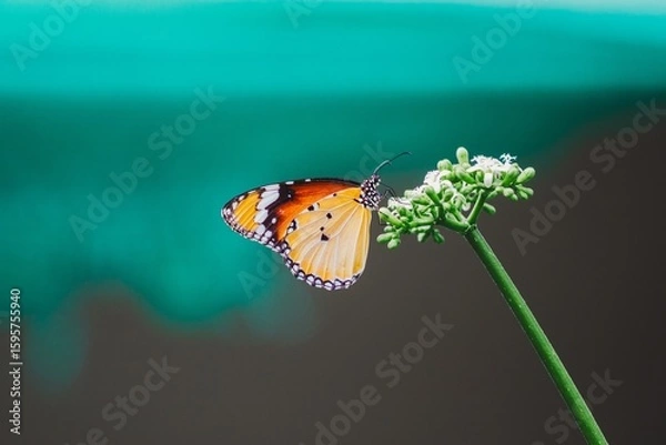Fototapeta Butterfly landing on flower natural habitat nature photo close-up view macro photography for wildlife enthusiasts