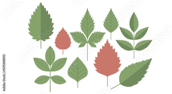 Obraz Assorted Botanical Leaves Vector Illustration