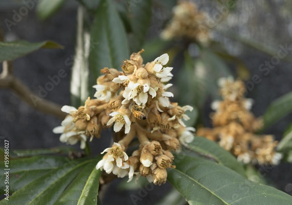 Obraz 琵琶の花と蜜蜂