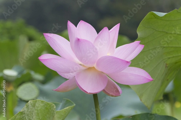 Obraz ピンク＆緑のコントラスト