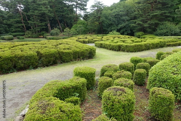 Fototapeta ６月の植物公園