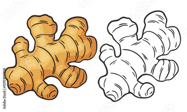Fototapeta Set of hand-drawn ginger root illustrations. Colorful and black-and-white sketches of ginger, suitable for culinary, herbal, or botanical design projects