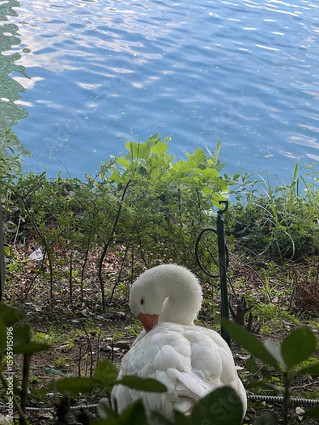 Fototapeta 물가에서 깃털을 고르는 하얀 거위
