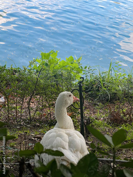 Fototapeta 여름날, 물가에서 휴식을 취하는 거위 한 마리
