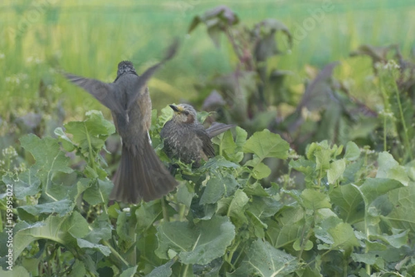 Fototapeta ノラボウ菜とヒヨドリ