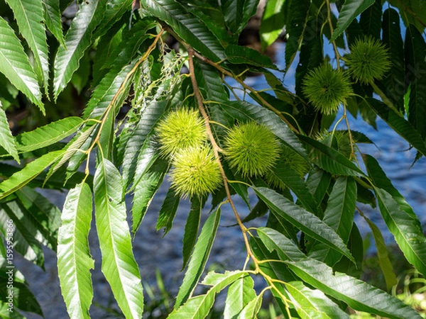 Fototapeta 生育中のイガグリ