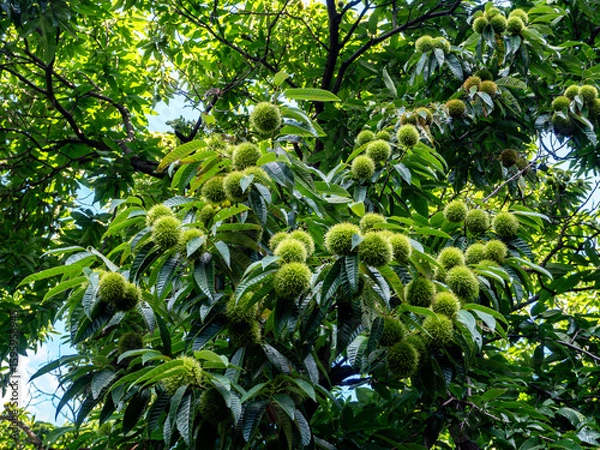 Fototapeta 生育中のイガグリ