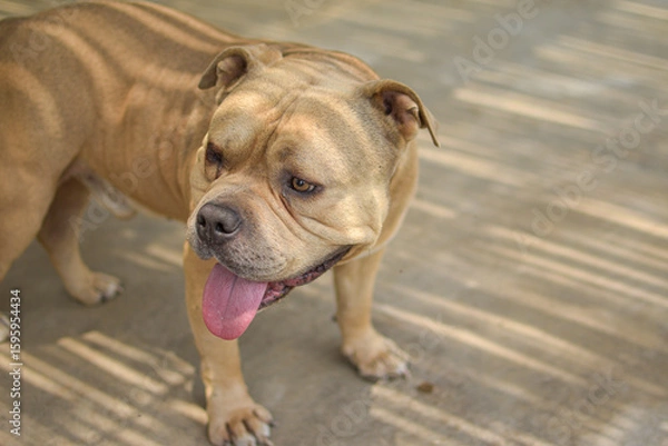 Obraz A BEIGE BULLDOG DOG STANDING AND SITTING OUTING HIS TONGUE SURROUNDED BY NATURE IN LIMA PERU