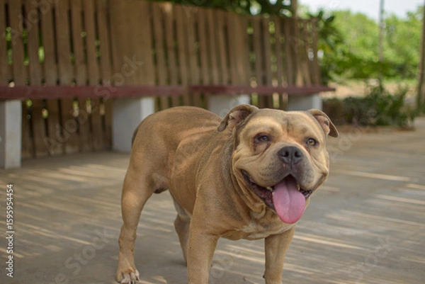 Obraz A BEIGE BULLDOG DOG STANDING AND SITTING OUTING HIS TONGUE SURROUNDED BY NATURE IN LIMA PERU