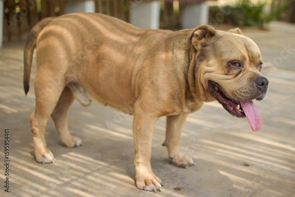 Obraz A BEIGE BULLDOG DOG STANDING AND SITTING OUTING HIS TONGUE SURROUNDED BY NATURE IN LIMA PERU