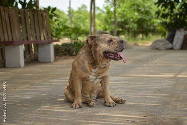 Obraz A BEIGE BULLDOG DOG STANDING AND SITTING OUTING HIS TONGUE SURROUNDED BY NATURE IN LIMA PERU