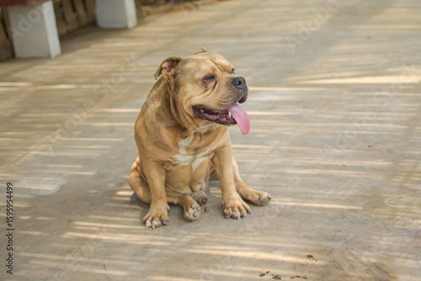 Obraz A BEIGE BULLDOG DOG STANDING AND SITTING OUTING HIS TONGUE SURROUNDED BY NATURE IN LIMA PERU