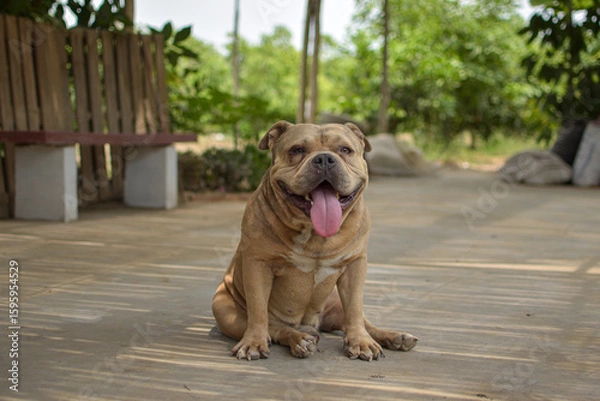 Obraz A BEIGE BULLDOG DOG STANDING AND SITTING OUTING HIS TONGUE SURROUNDED BY NATURE IN LIMA PERU